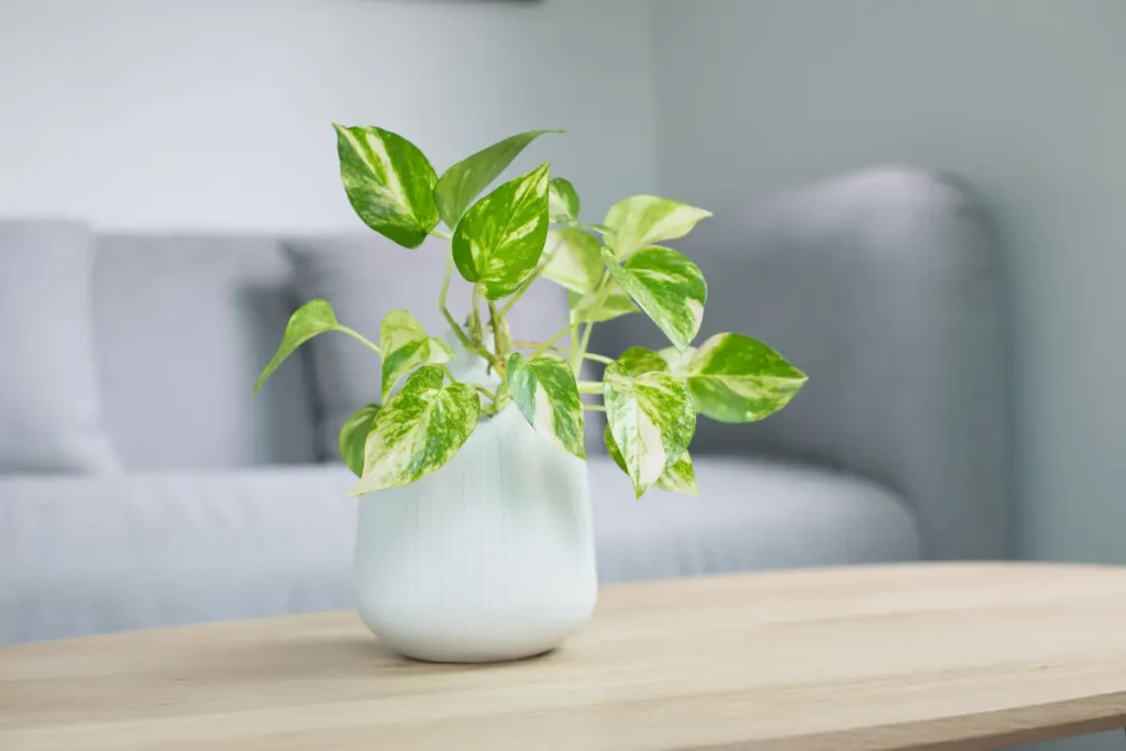 indoor air quality services charleston sc