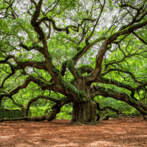 johns island